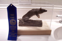 Amy Ritchies Taxidermy - www.amystaxidermy.com